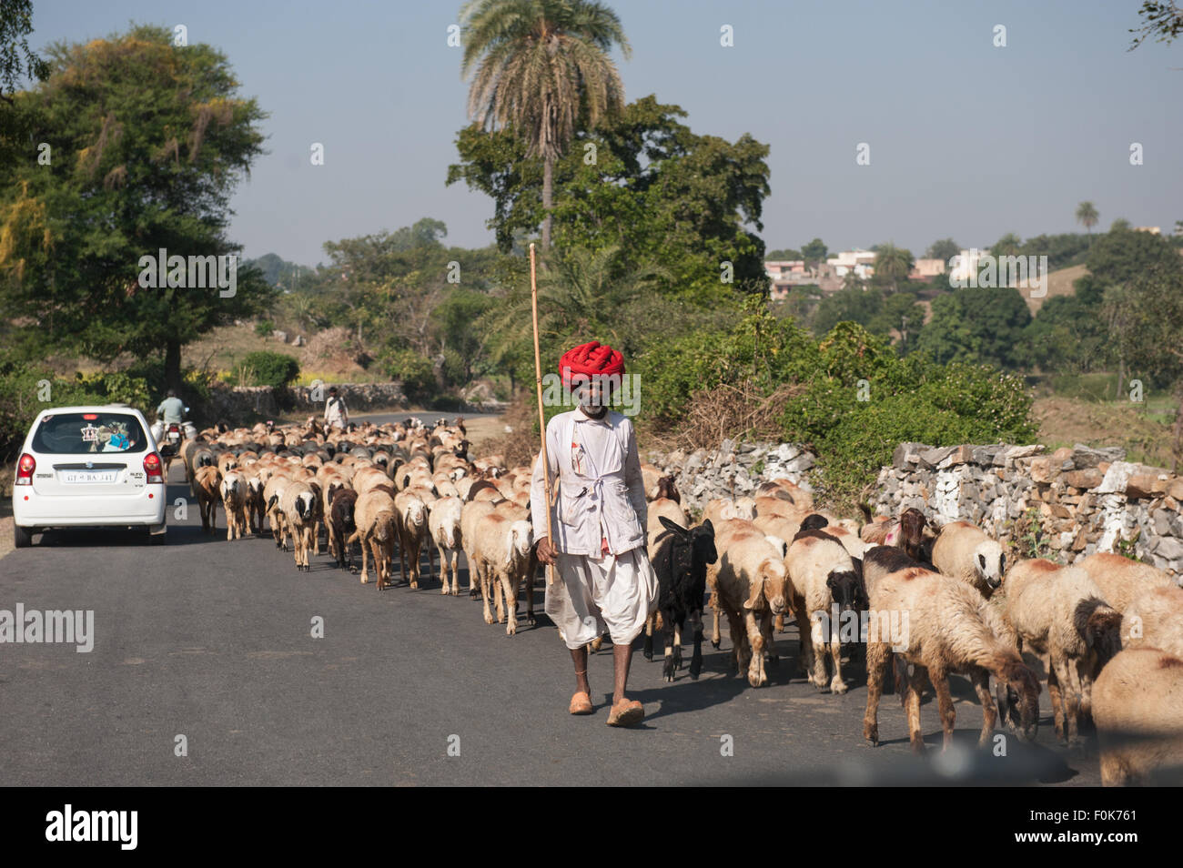 India; road from Udaipur to Jodhpur. Sheepherder in typical red rajasthan turban. Stock Photo