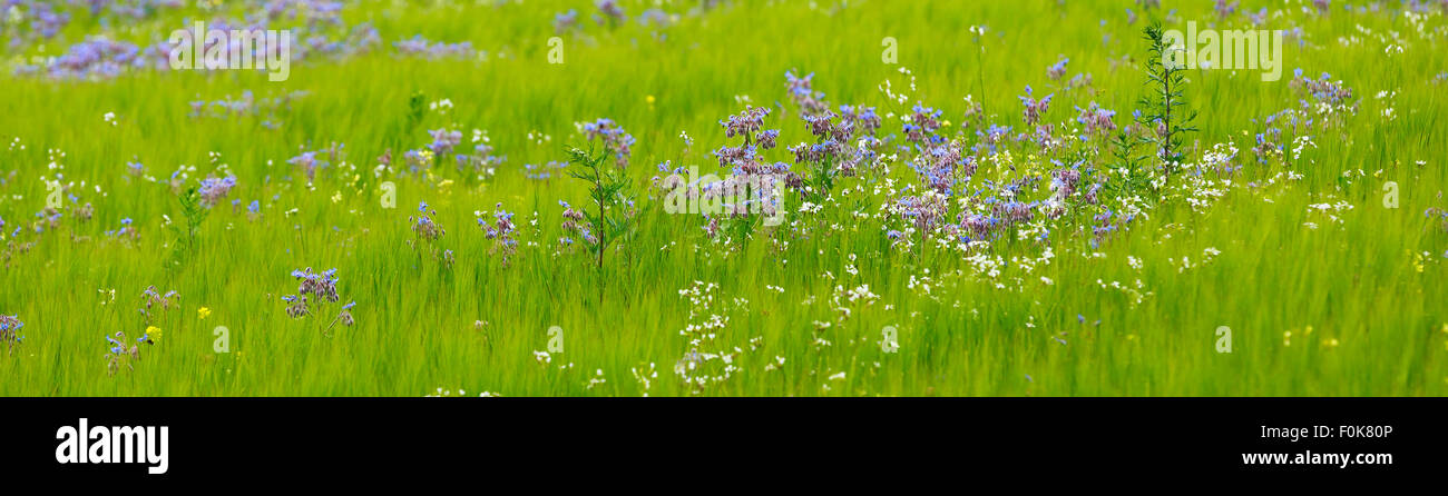 Panorama image of a field of blue borage flowers in Kidderminster, Bewdley, UK Stock Photo