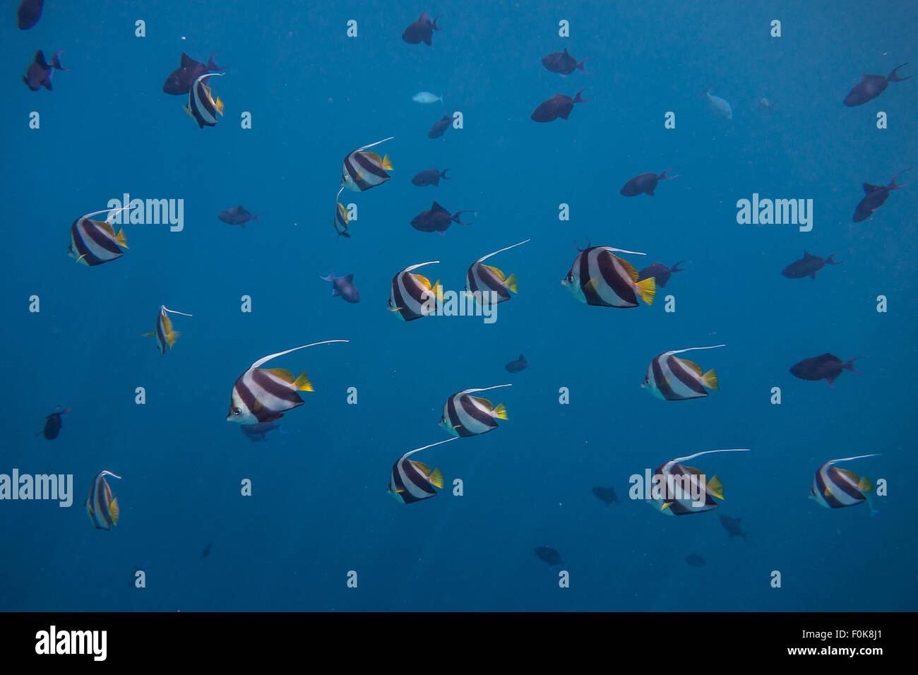Long Finned Banner Fish Stock Photo