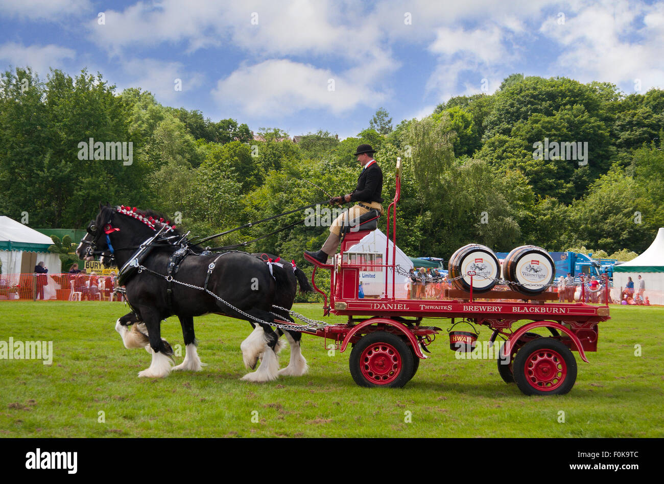 Thwaites horse-drawn beer dray on show at the Bury Agricultural Show in Lancashire, England, UK. Stock Photo