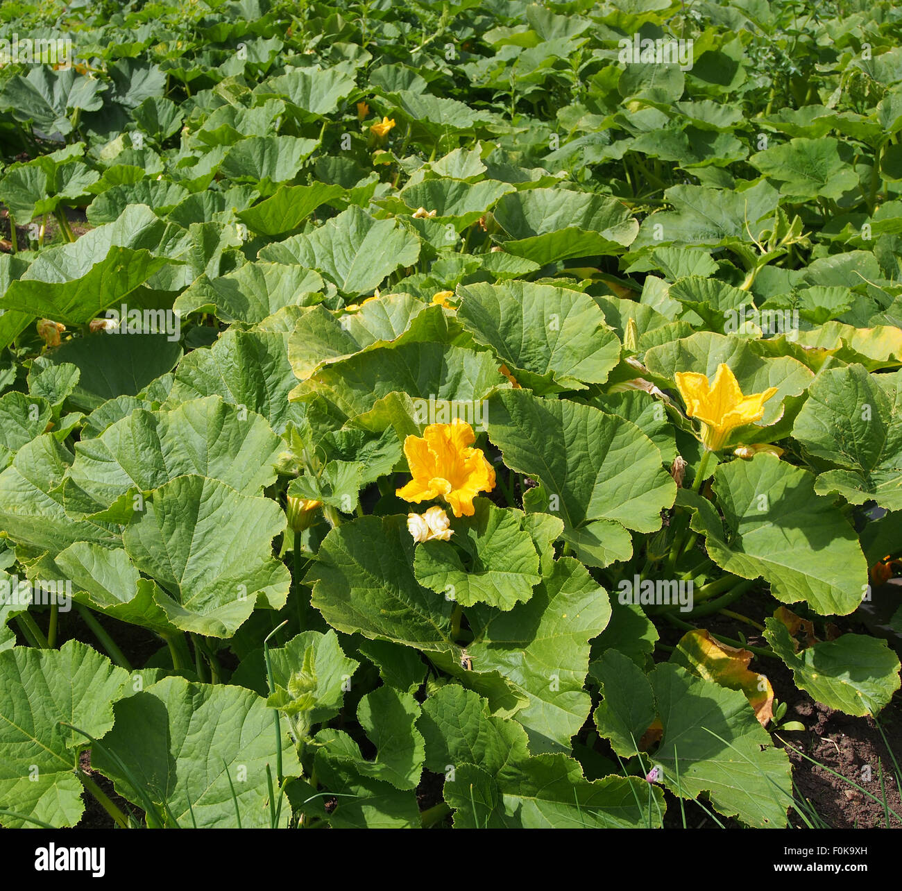 Melon plants growing in a field Stock Photo Alamy