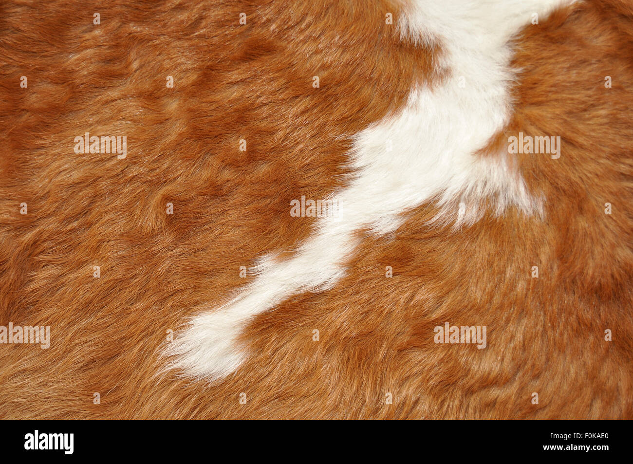 Cow leather texture Stock Photo Alamy