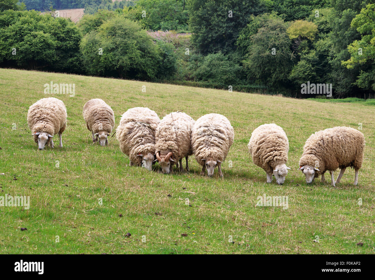 Lamb sheep grazing in fields hi-res stock photography and images - Alamy