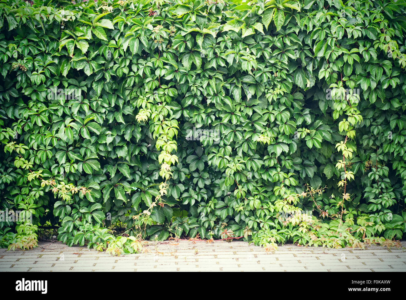Green creeper plant Stock Photo Alamy