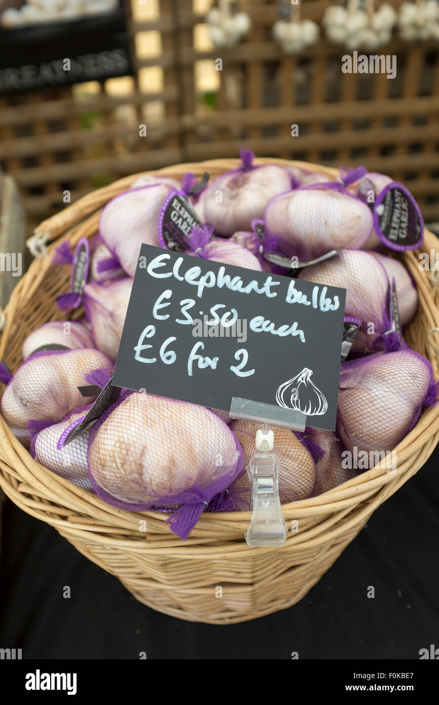 Elephant Garlic Bulbs on sale at the Garlic Festival on the Isle of