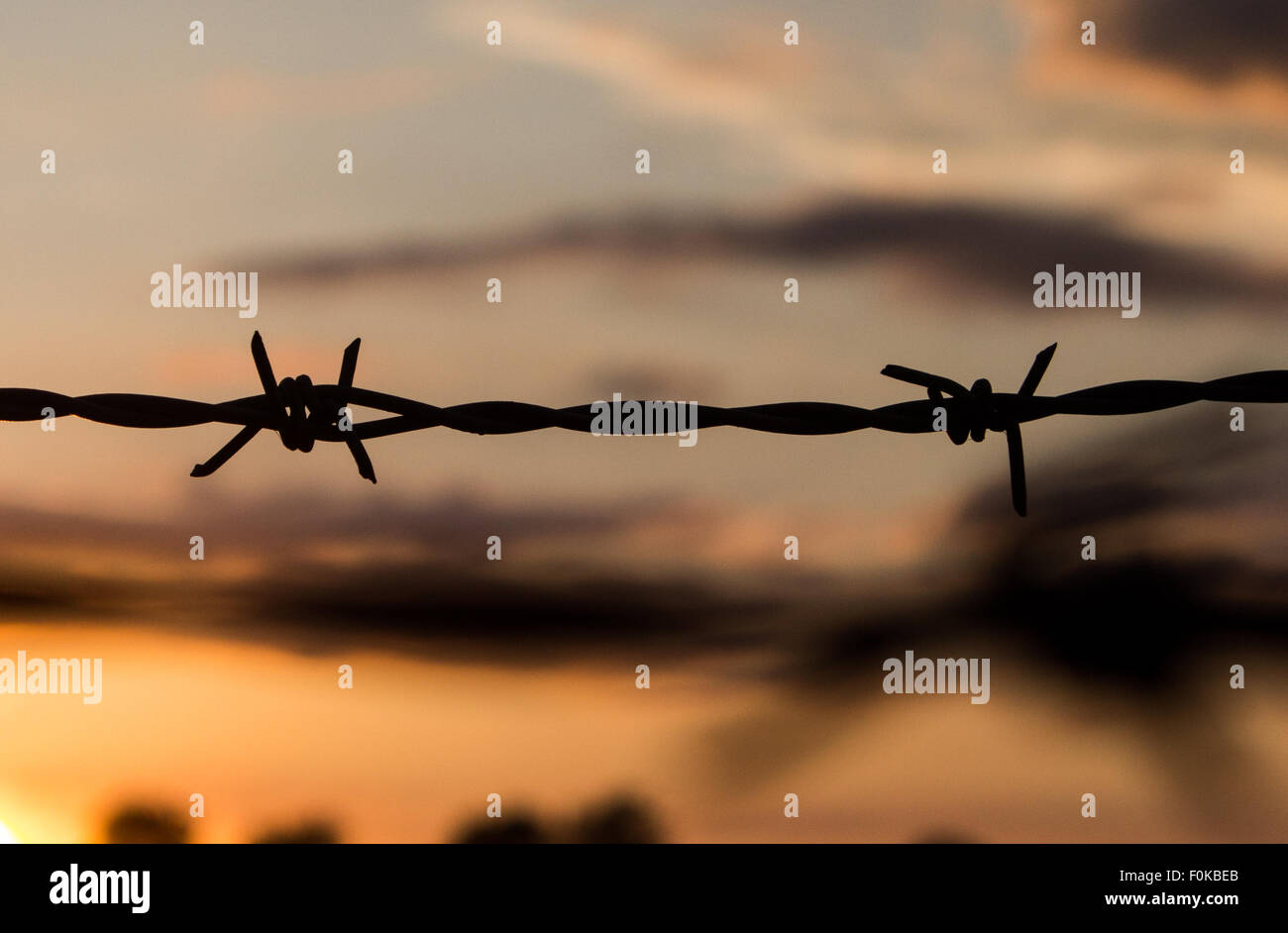 Barbed wire silhouette on the background of a british sunset in the UK ...