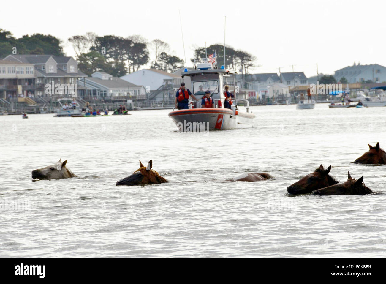 Wild ponies swim across the channel during the 90th annual Pony Swim