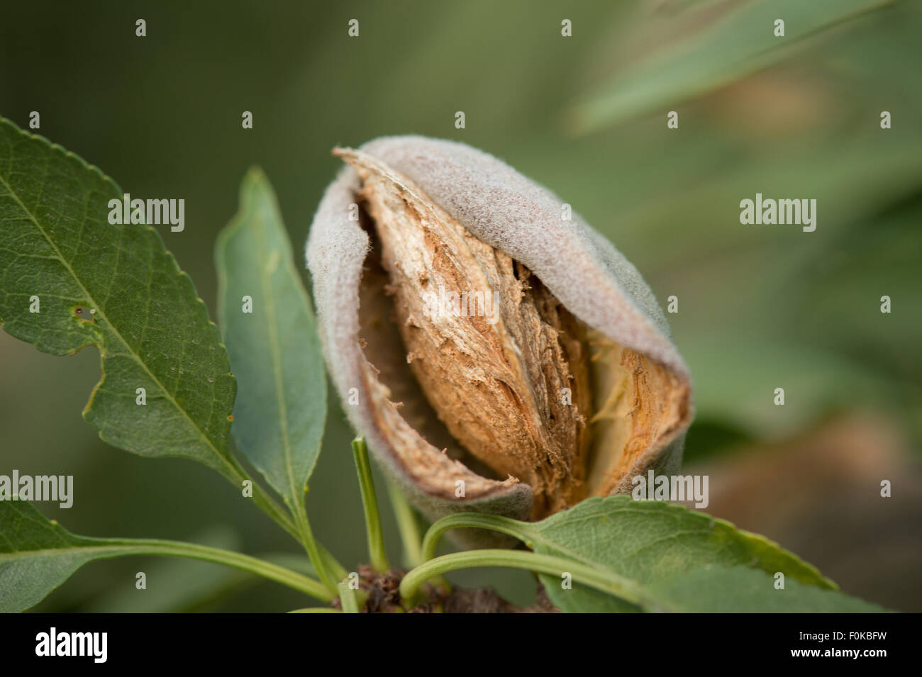 Almonds still on the tree grown in the Mota Ranch almond orchard July