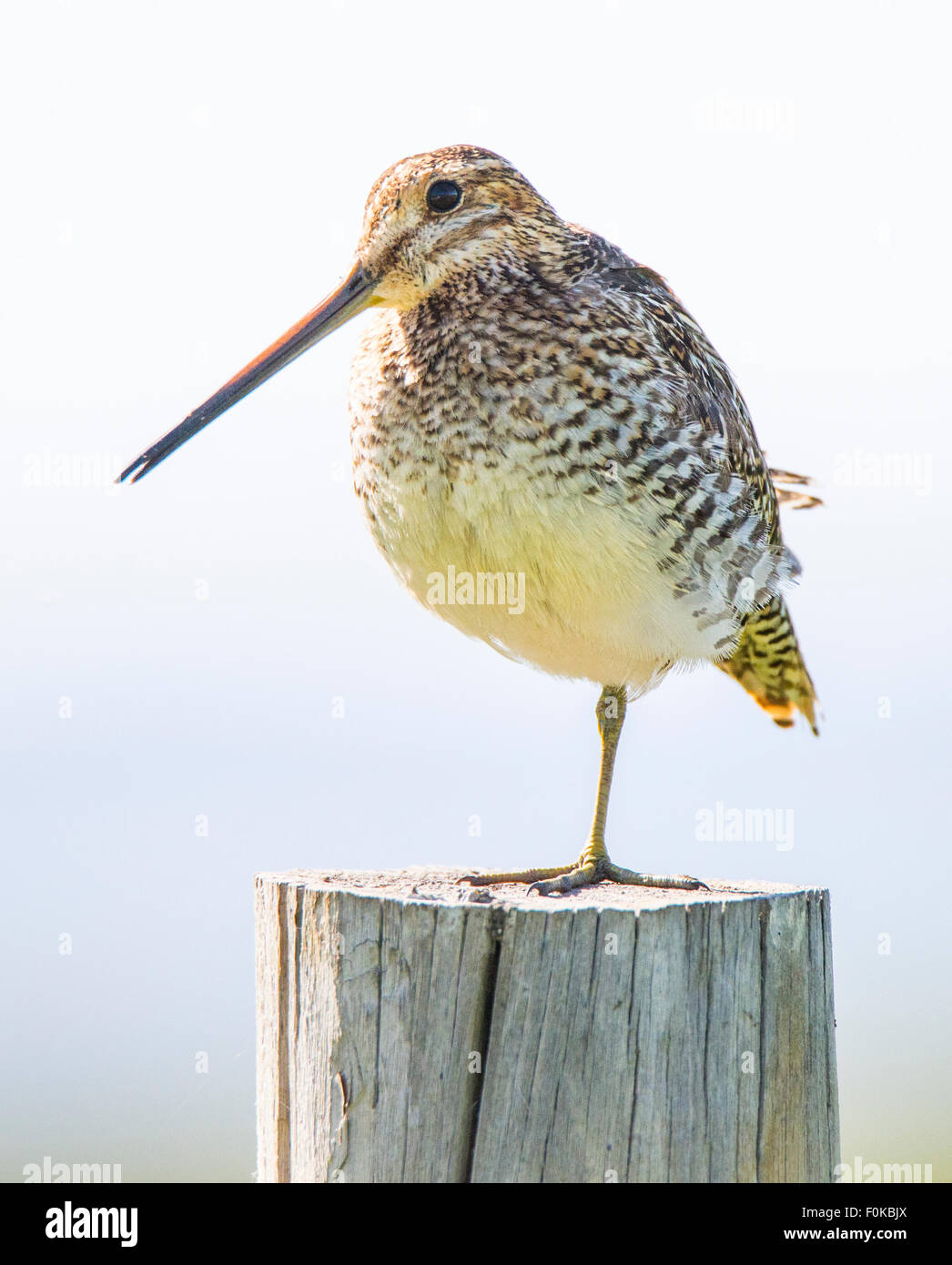 Birds, Wilson's Snipe, Idaho, USA Stock Photo