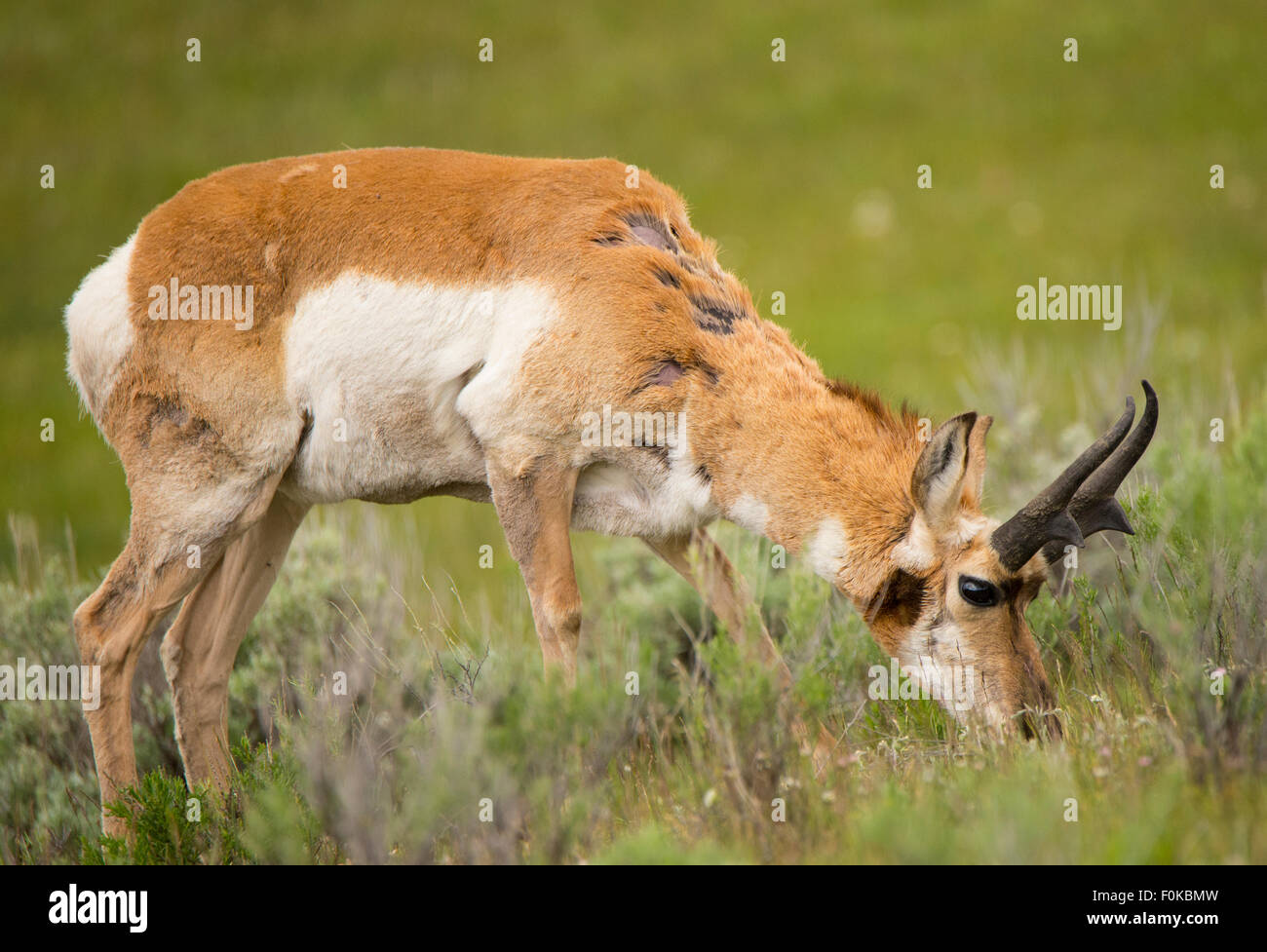 Wildlife, Close up of Pronghorn Antelope, Camas Prairie-Fairfield area, Idaho, USA Stock Photo