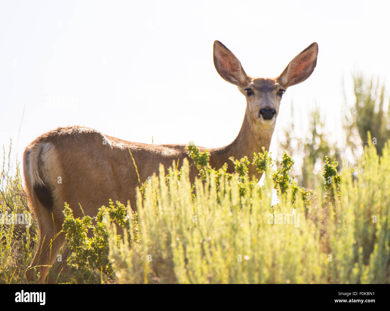 Wildlife, Mule Deer peaking through sagebrush, Soldier Mountains, Camas Prairie-Fairfield area, Idaho, USA Stock Photo