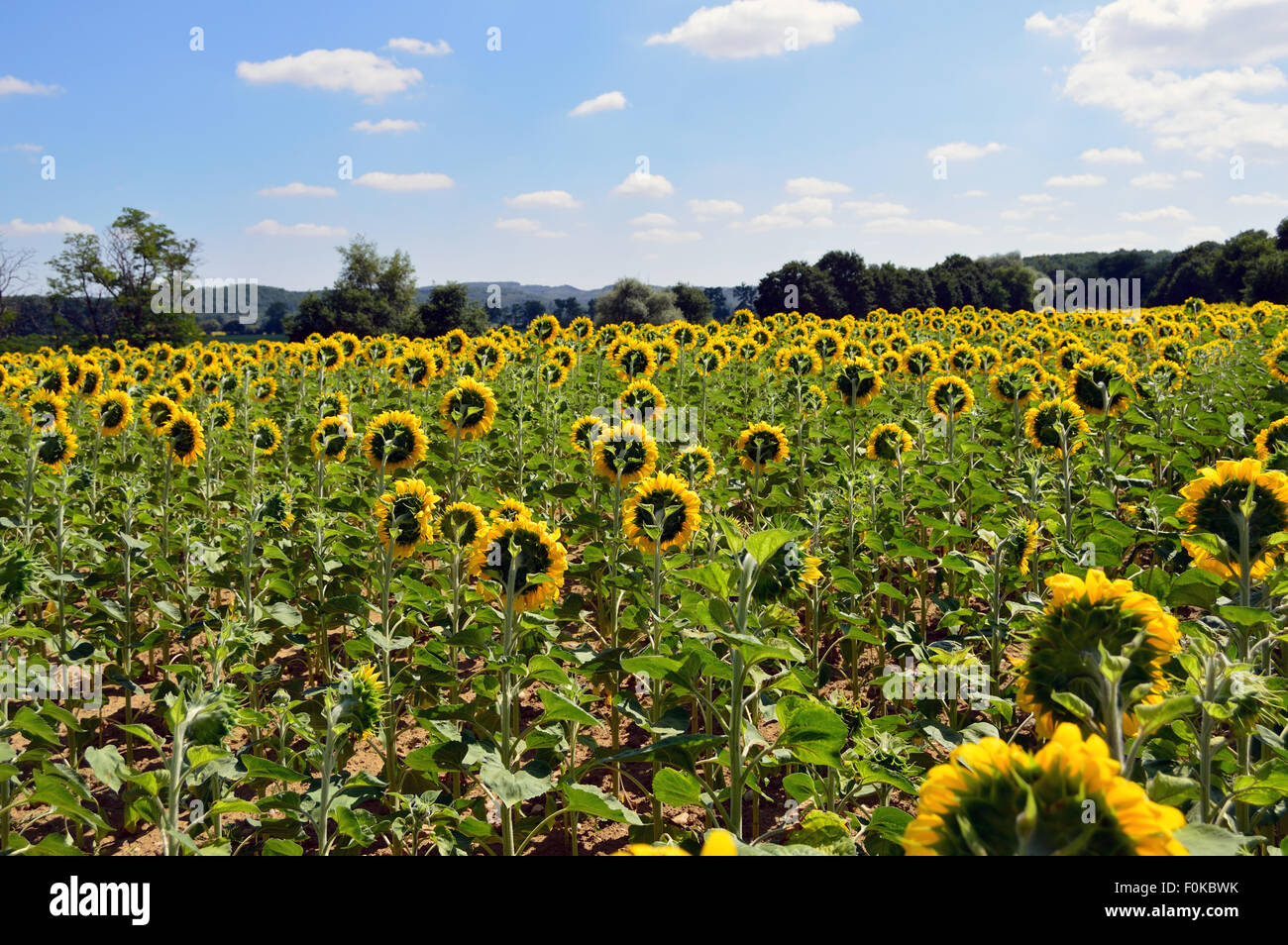 Field of Sunflowers Stock Photo - Alamy