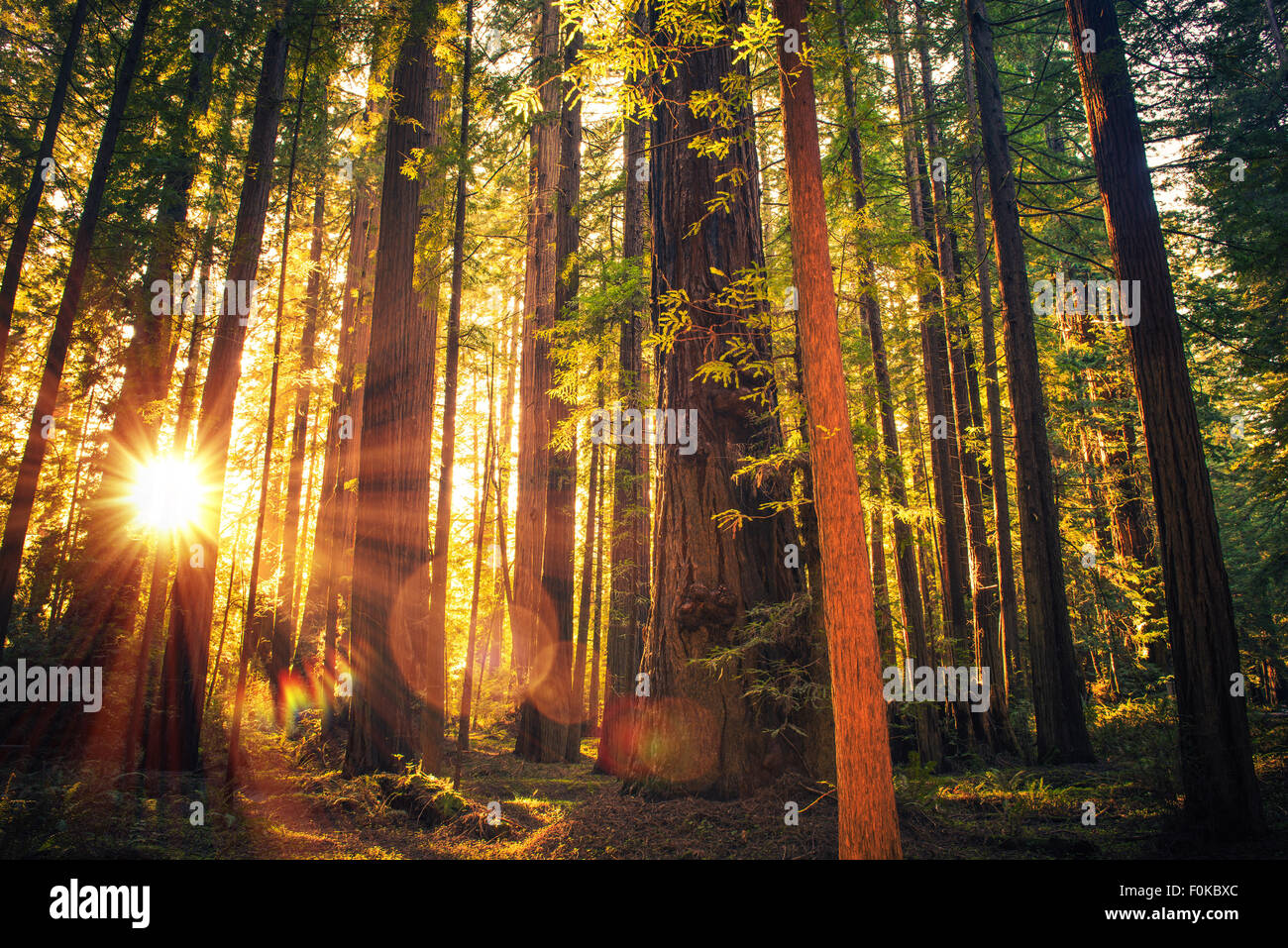 Forest Trail Sunset. Scenic Sunset Redwood Forest Trail. Summer in the California Redwood, United States. Stock Photo