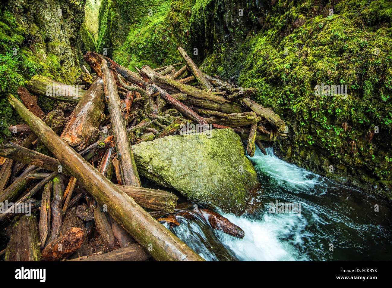 Natural Logs Dam on the Small Canyon River in Oregon Columbia Gorge Area. Oregon, United States. Stock Photo