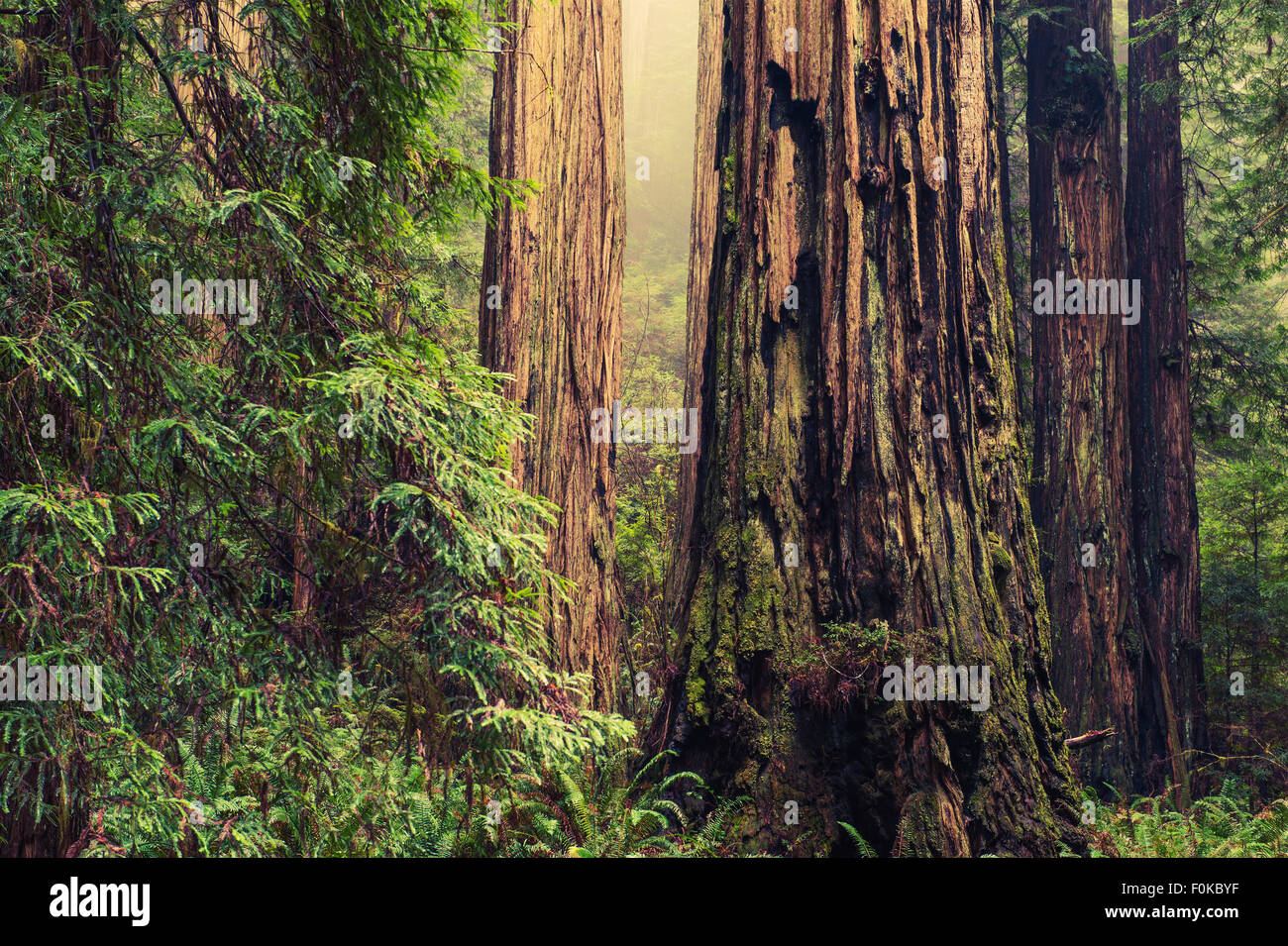 Thousands of Years Old Redwood Trees in California Redwood Forest. Stock Photo