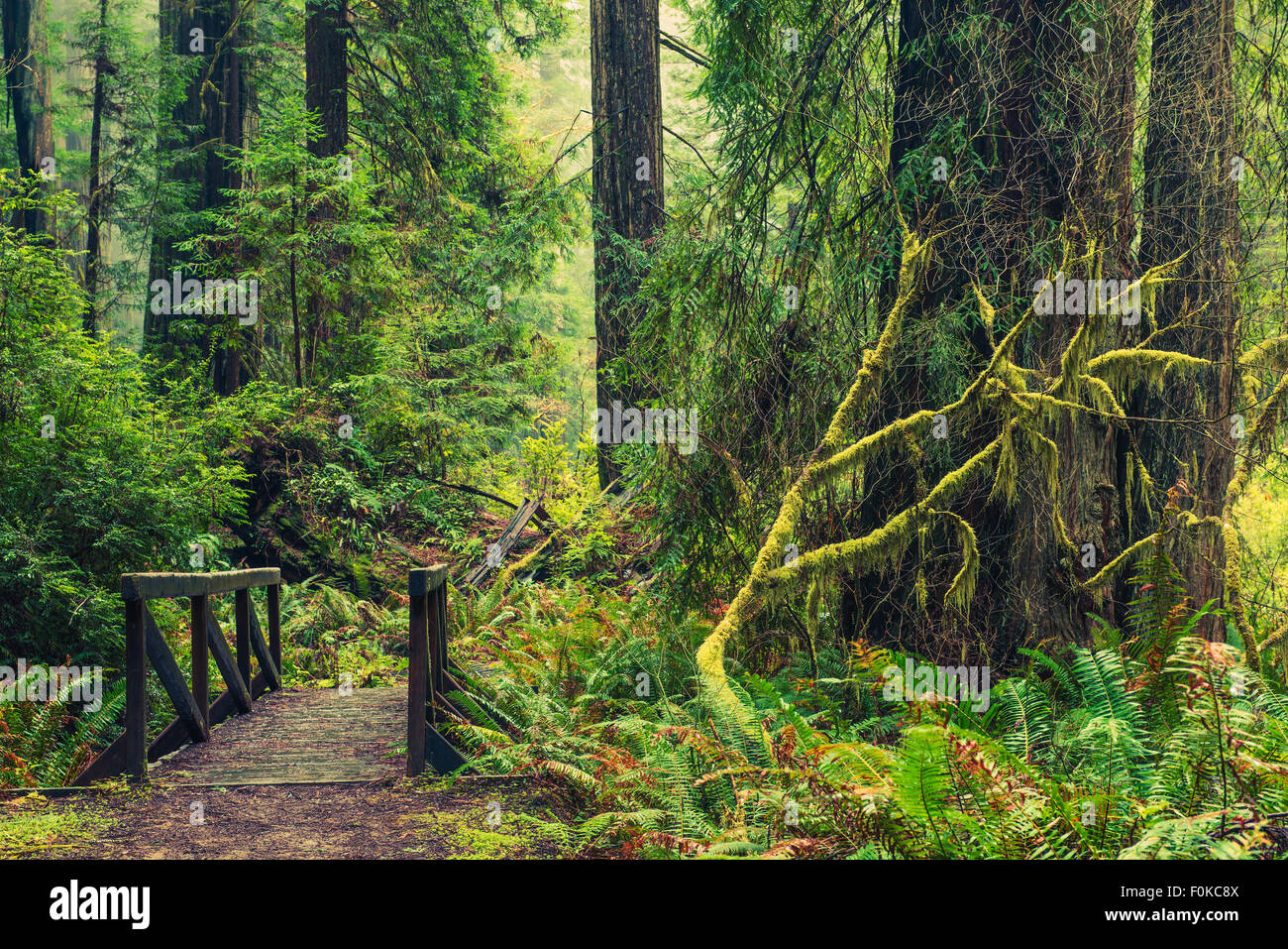 Redwood Forest Trail and Old Wooden Trail Bridge in Northern California Redwoods. United States. Stock Photo