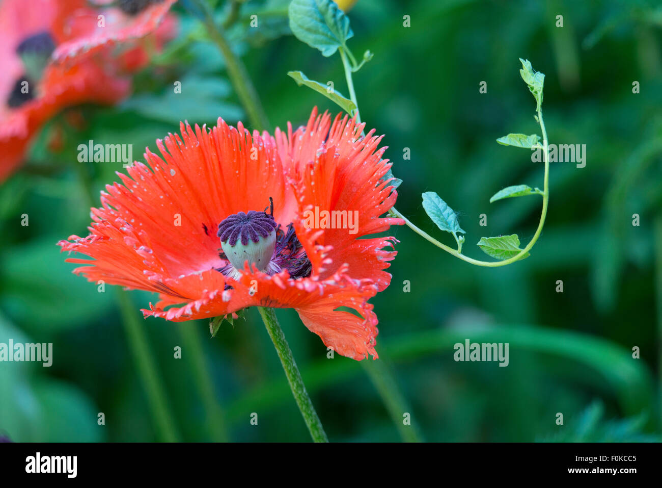 Flowers, Beautiful Red Poppies in garden, Idaho Stock Photo