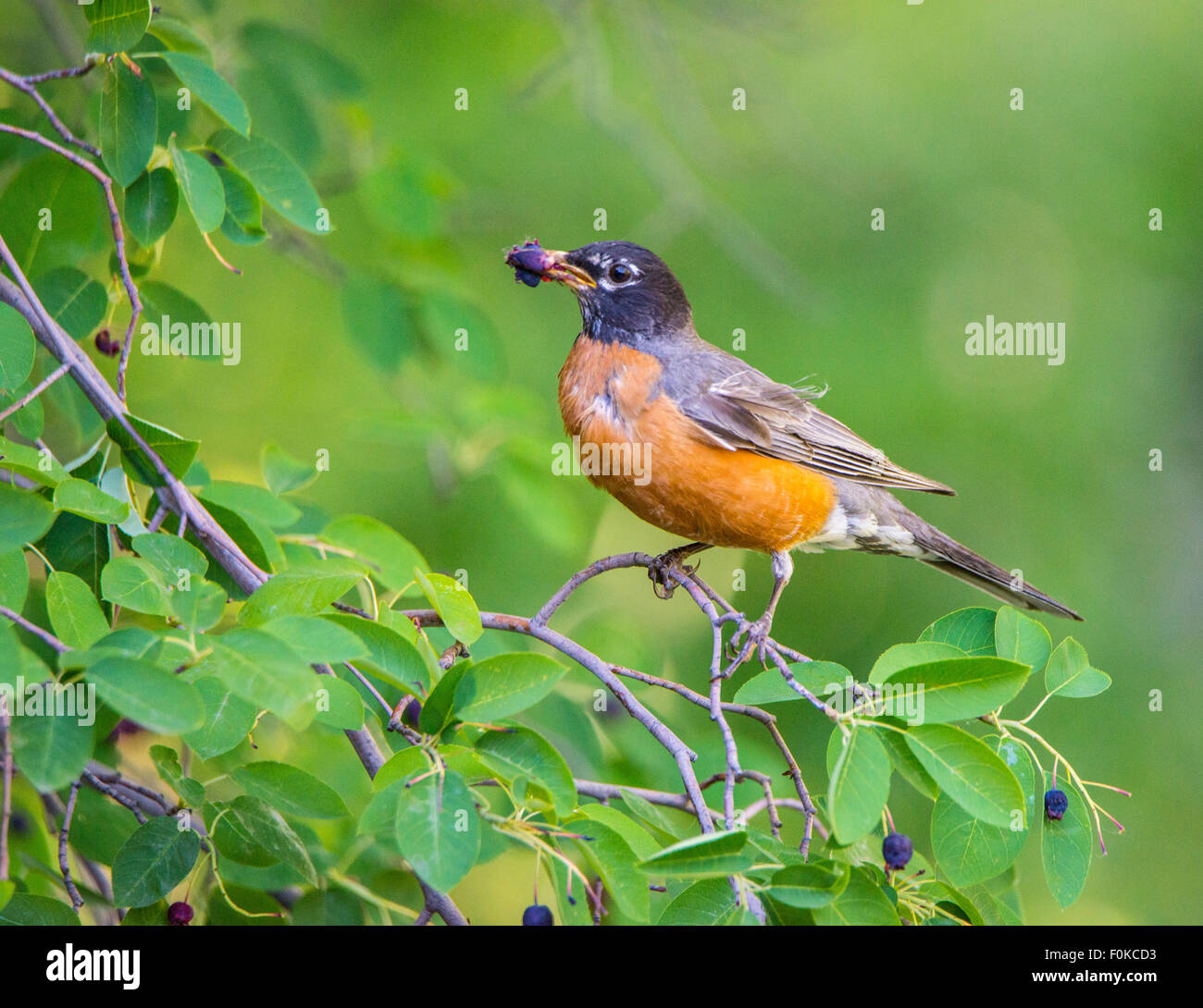 Birds, American Robin eating Service Berry's on service berry tree. Idaho, USA Stock Photo