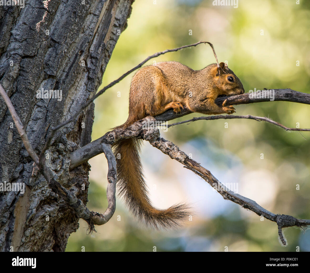 Animal, rodent, Brown Squirrel on tree branch Idaho, USA Stock Photo