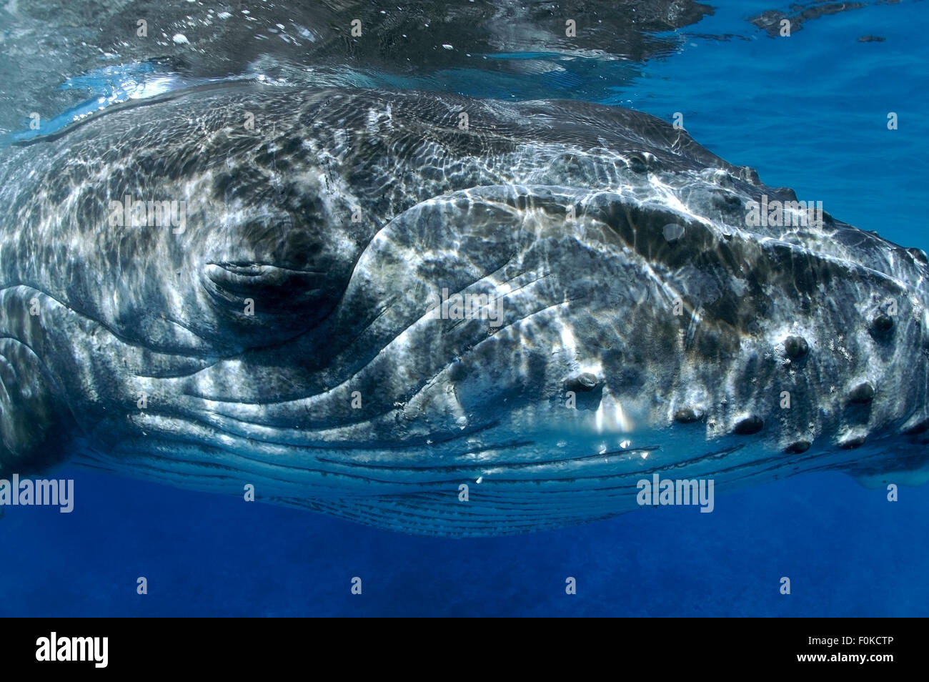 CLOSEUP FACE OF CALF HUMPBACK WHALE Stock Photo Alamy