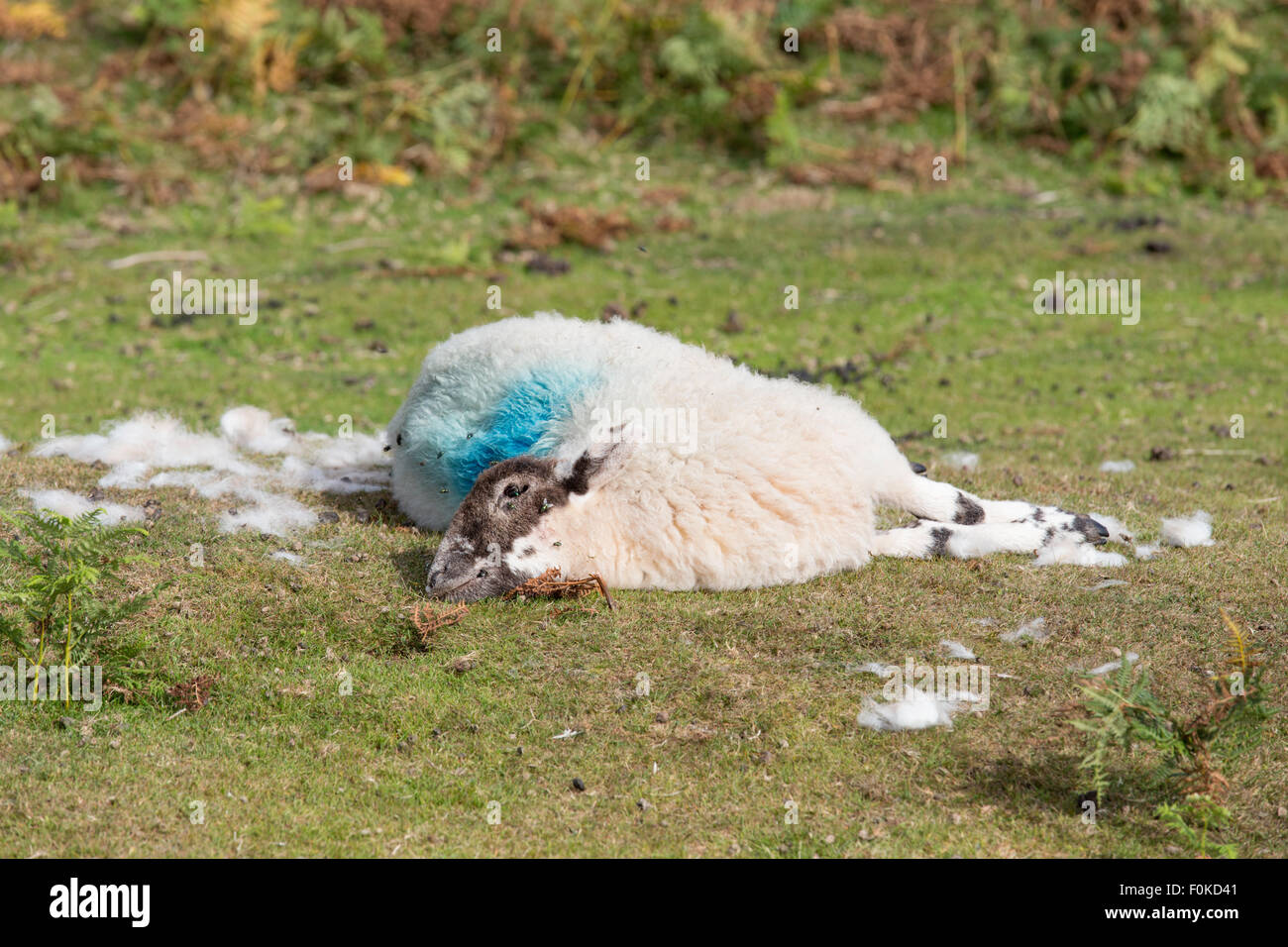 Dead lamb Stock Photo