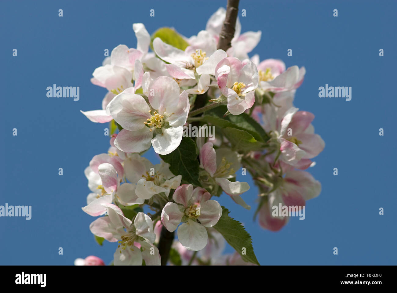 Apple Blossom Stock Photo