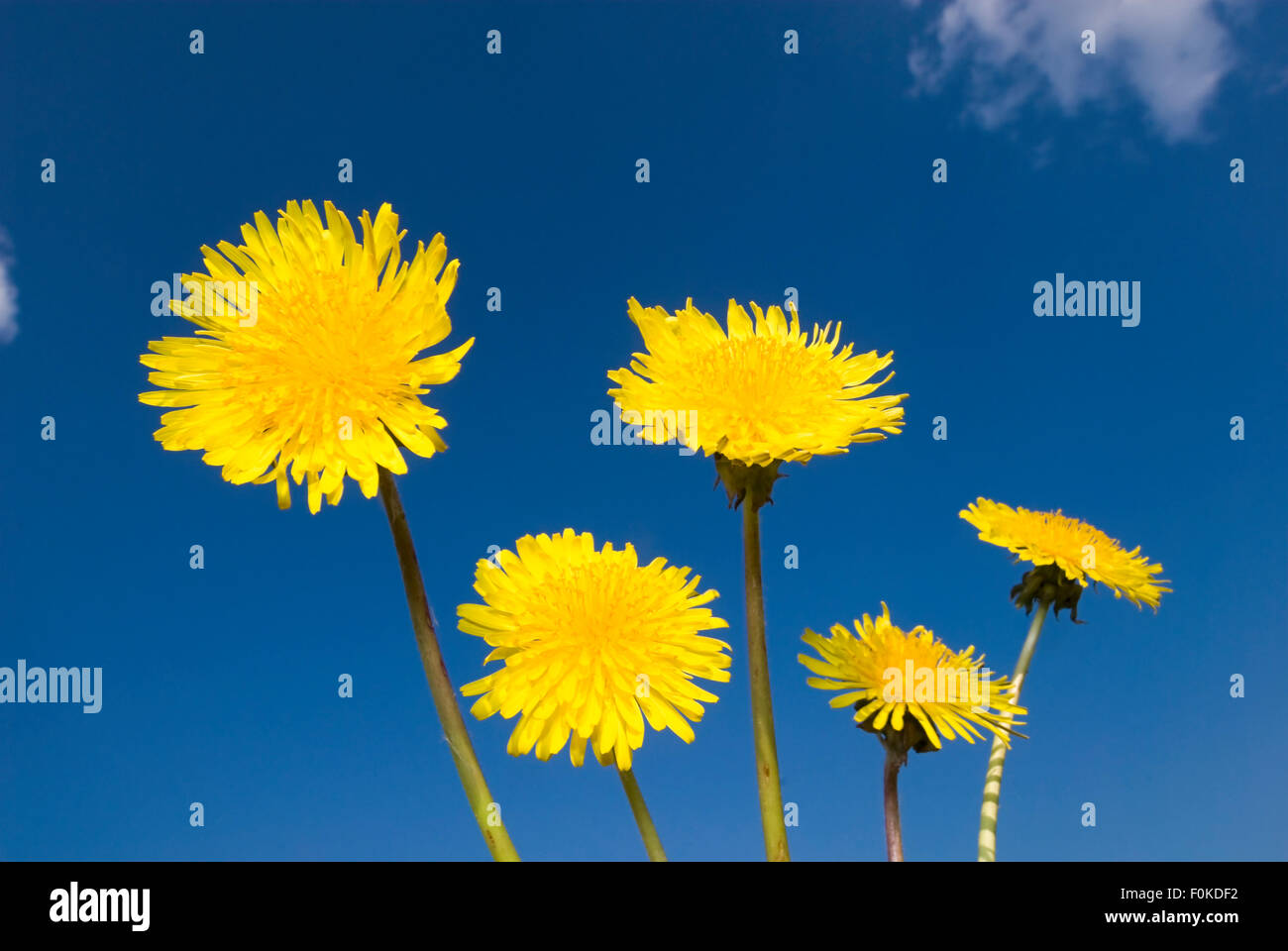 Dandelion(Taraxacum officinale) Stock Photo