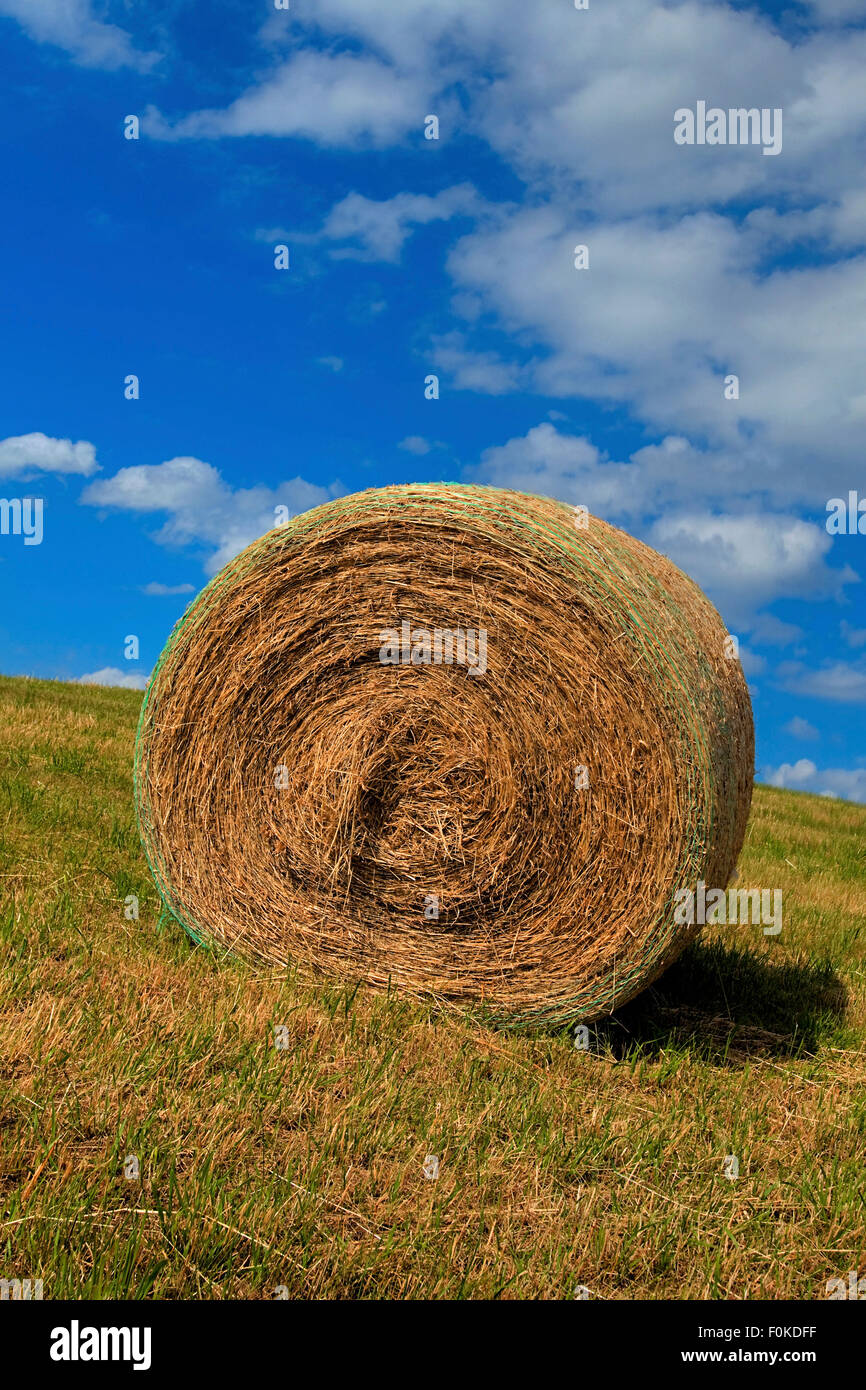 Straw Ball laying on the harvested field Stock Photo - Alamy