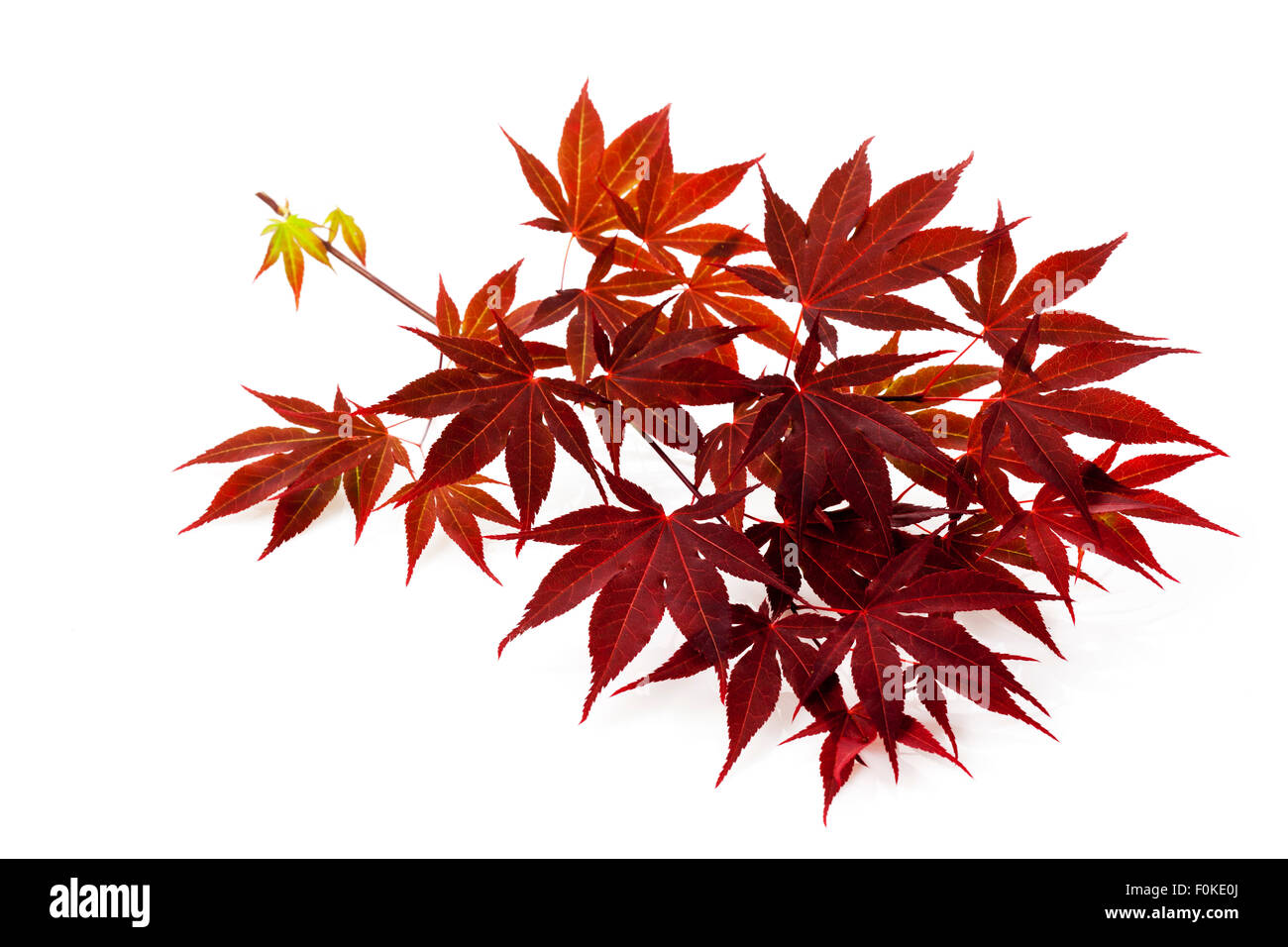 Red Japanese Maple, Acer palmatum, twig and leaves Stock Photo