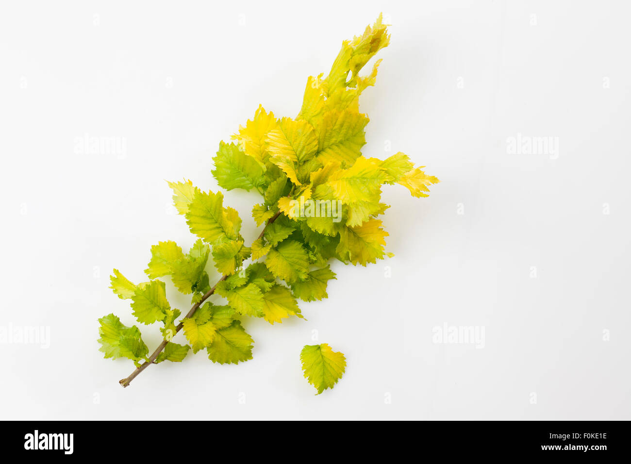 Gold elm, Ulmus hollandica, twig and leaves Stock Photo