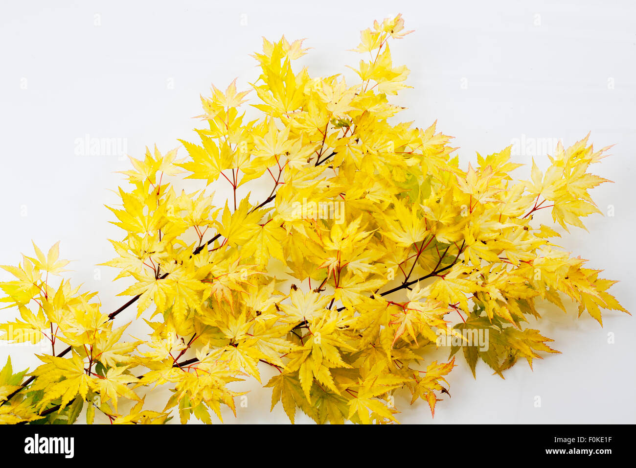 Golden fullmoon maple, Acer japonicum, twig with leaves Stock Photo