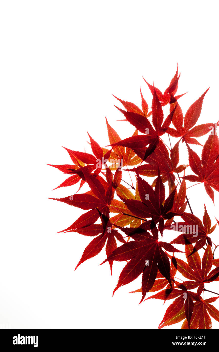 Red Japanese Maple, Acer palmatum, twig and leaves Stock Photo