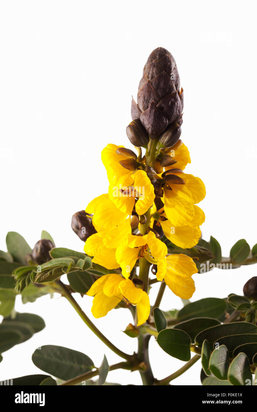 Peanut butter cassia, Senna didymobotrya, blossoms Stock Photo
