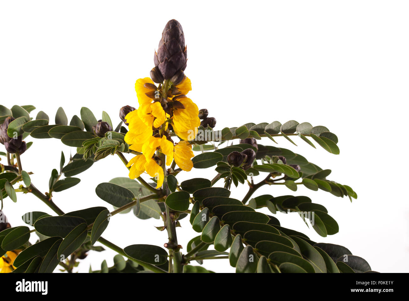 Peanut butter cassia, Senna didymobotrya, blossoms Stock Photo
