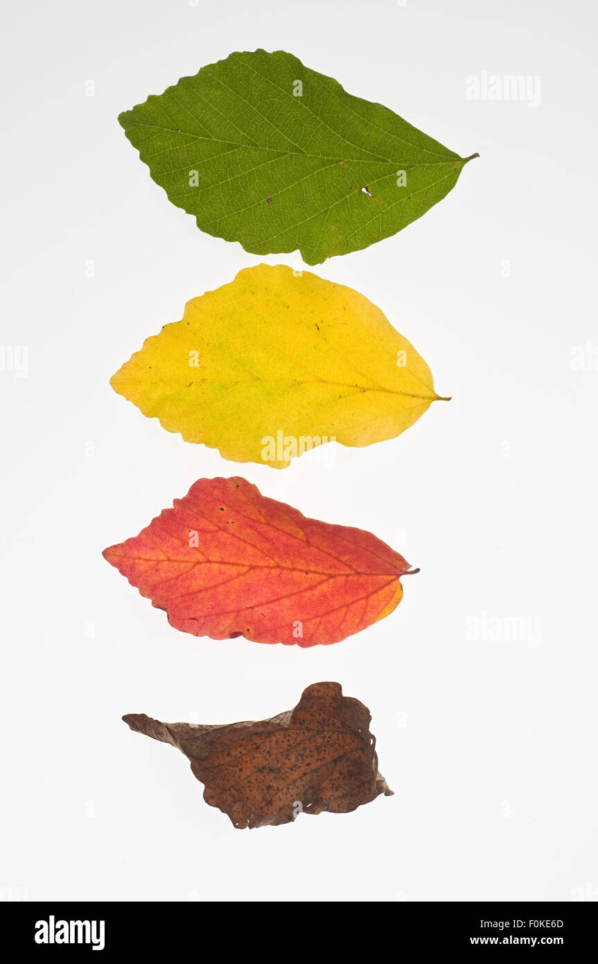 Four Beech leaves (Fagus) in different colourings Stock Photo