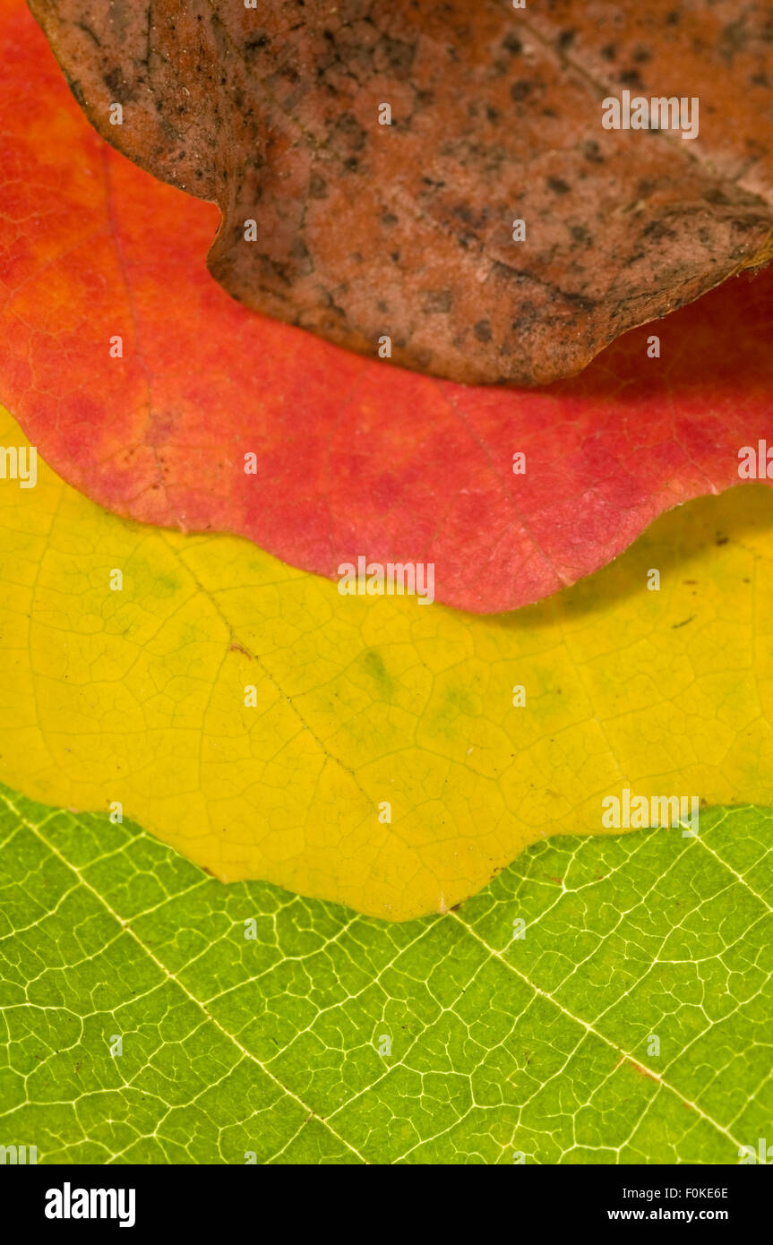 Four Beech leaves (Fagus) in different colourings Stock Photo