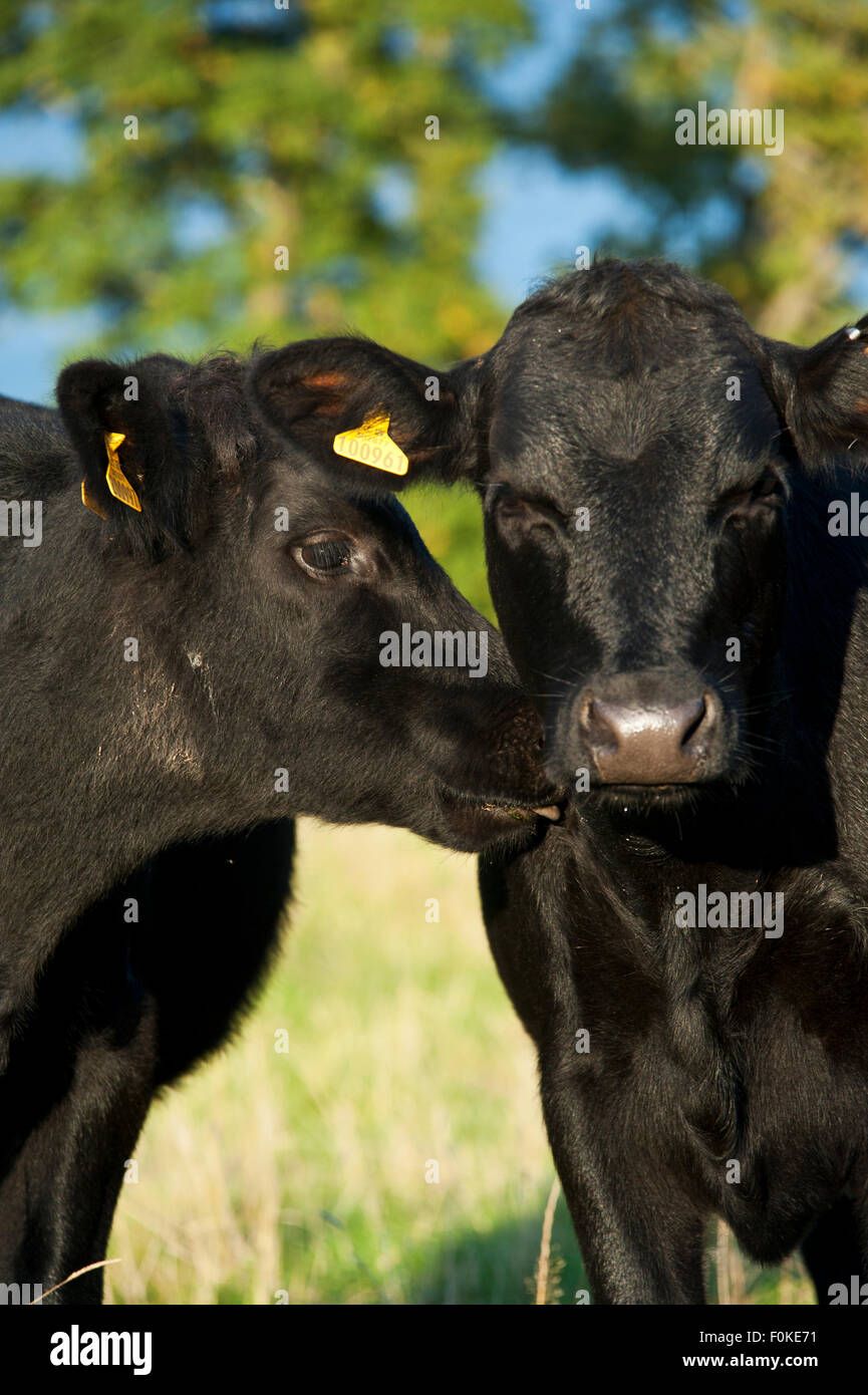 Welsh Black cattle , traditional rare breed species on a meadow Stock Photo