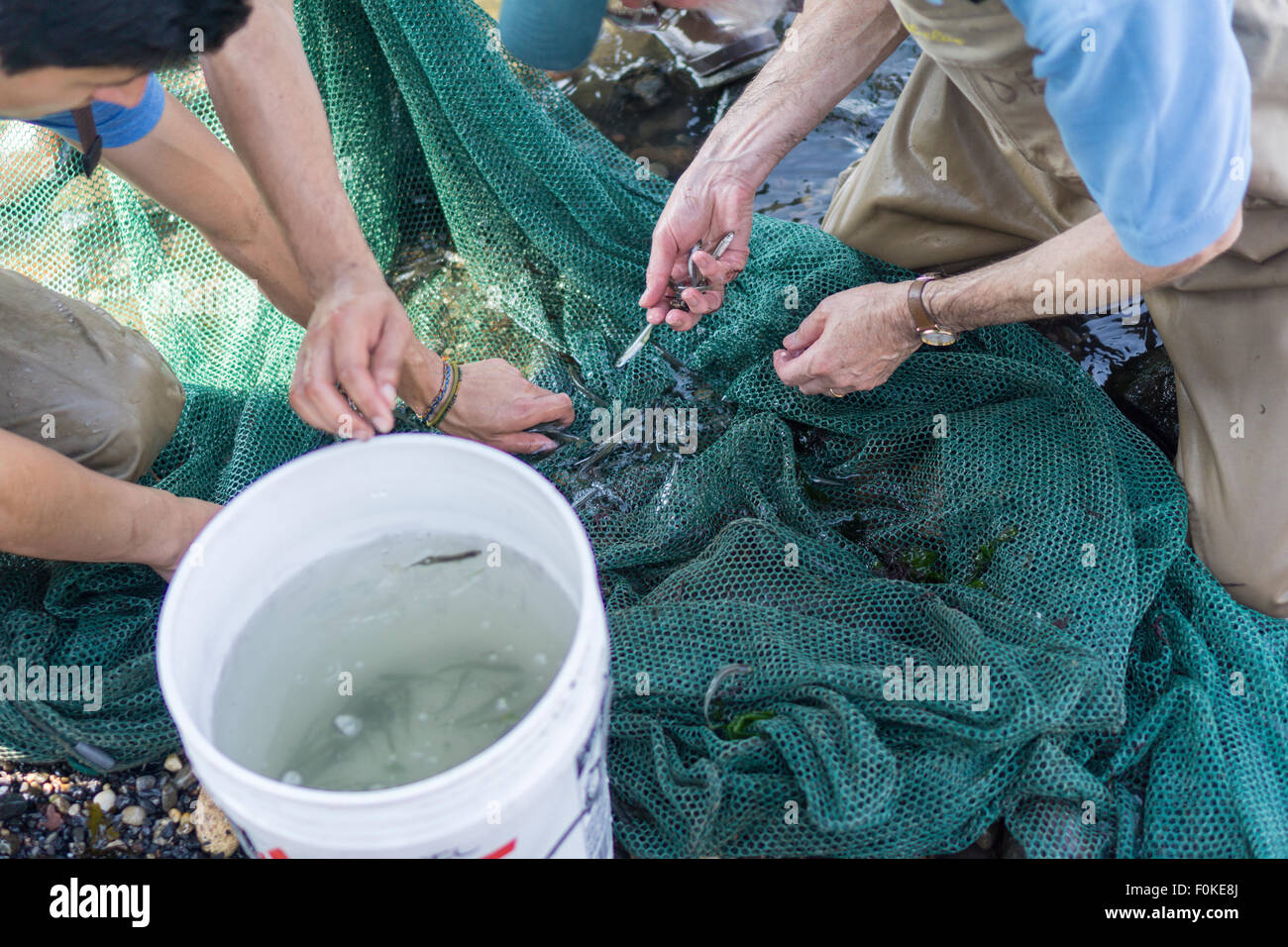 Using a seine workers from the nys dept of environmental conservation
