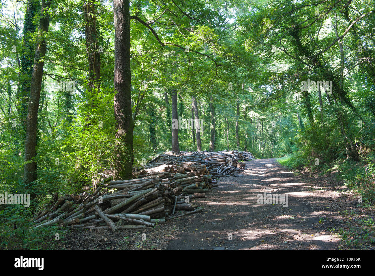 Pile of wood in oak forest with pathway and green tall trees in background Stock Photo