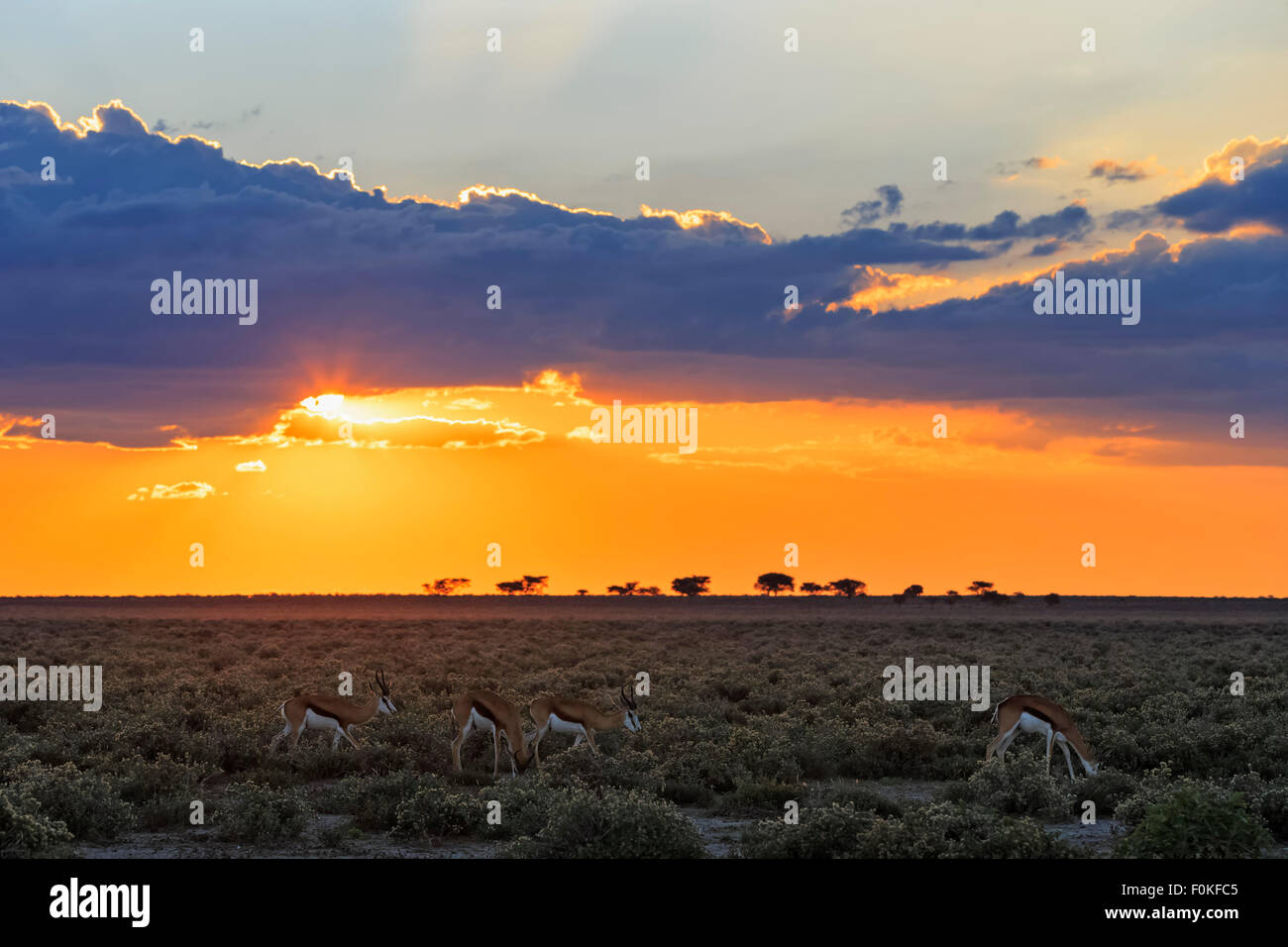 Springbok Sunset Namibia, Etosha National Park, springboks by sunset Stock Photo - Alamy
