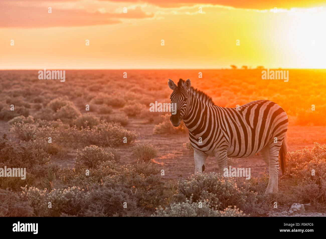 Africa sunset plains zebra hi-res stock photography and images - Alamy