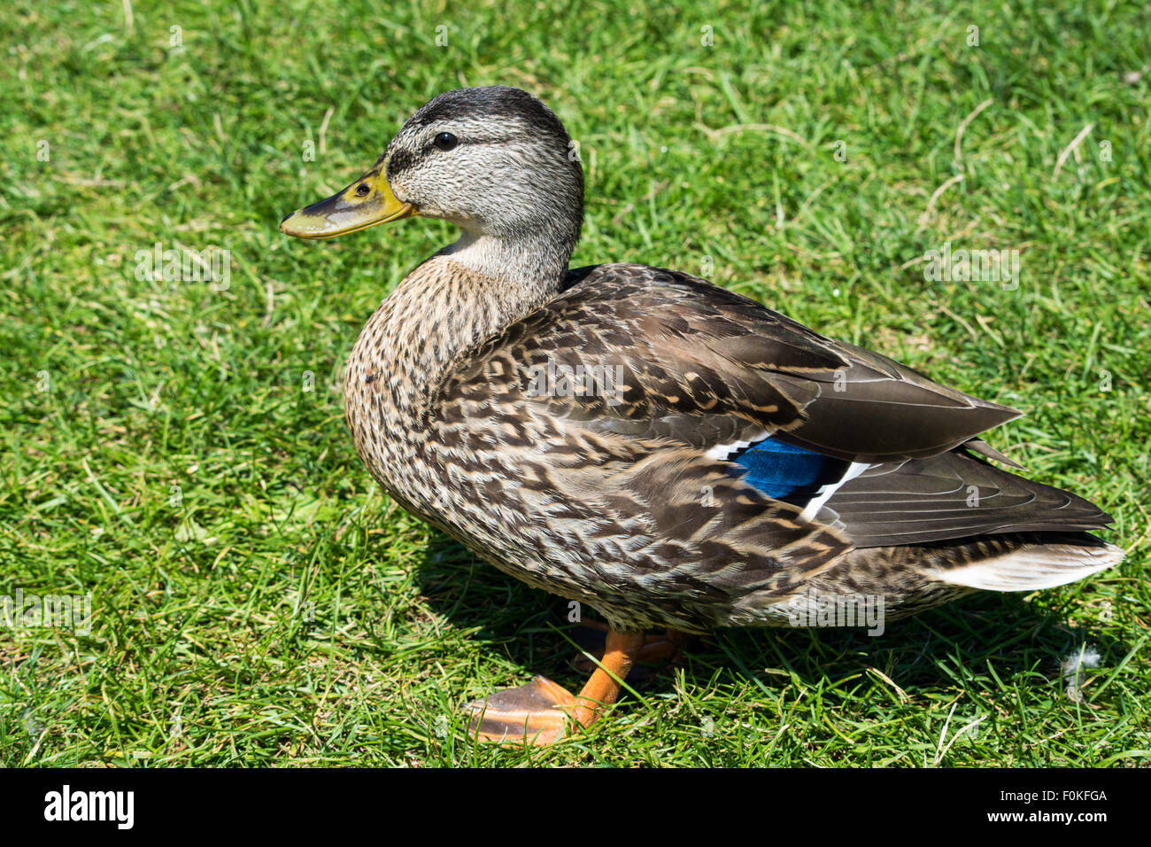 Female speculum hires stock photography and images Alamy