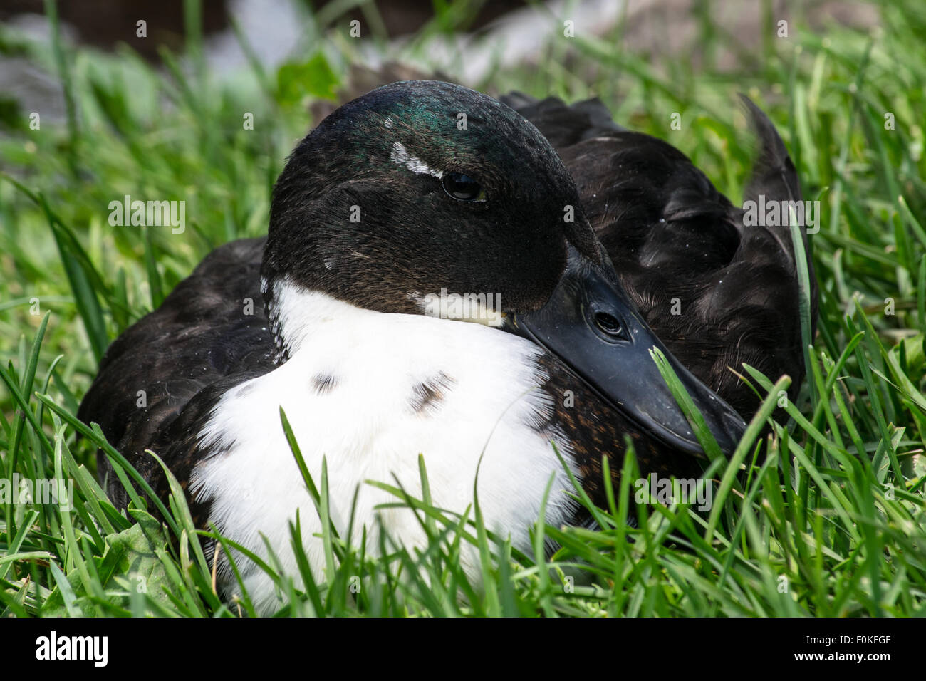 Domesticated duck laying down Stock Photo