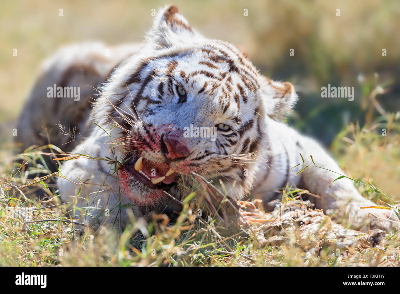 South Africa, bengal tiger eating Stock Photo