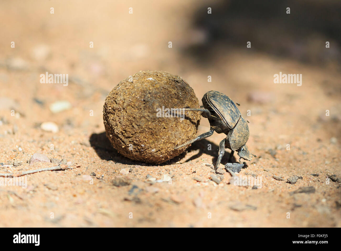 Dung beetle, Scarabaeus sacer, with dung ball Stock Photo