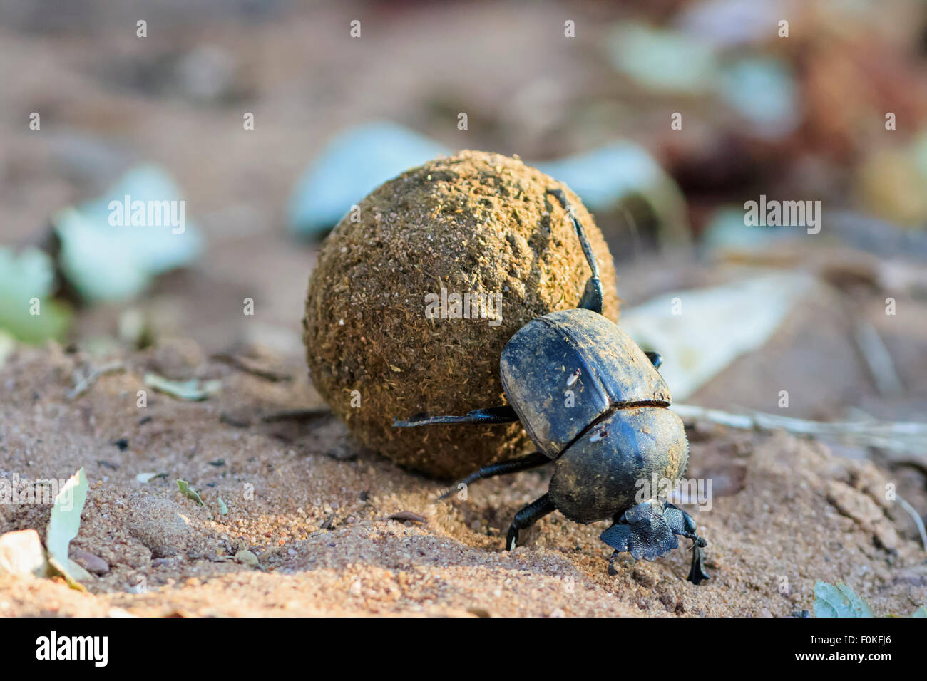 Dung beetle, Scarabaeus sacer, with dung ball Stock Photo