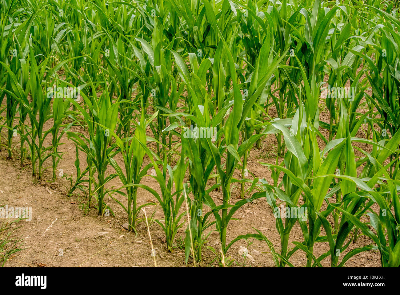 Corn growing in field Stock Photo Alamy
