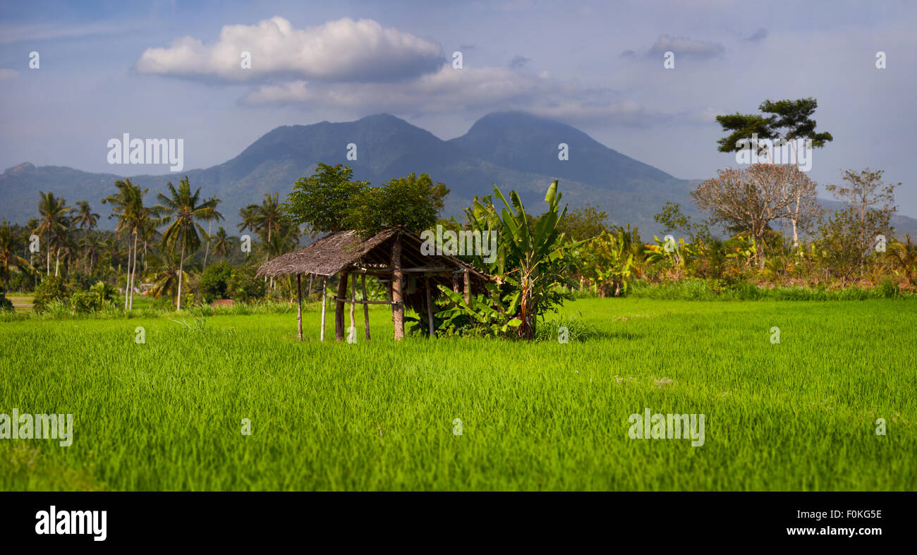 Small, traditional rest house with a thatched roof and banana trees for shade, provides shelter for laborers on this plantation Stock Photo