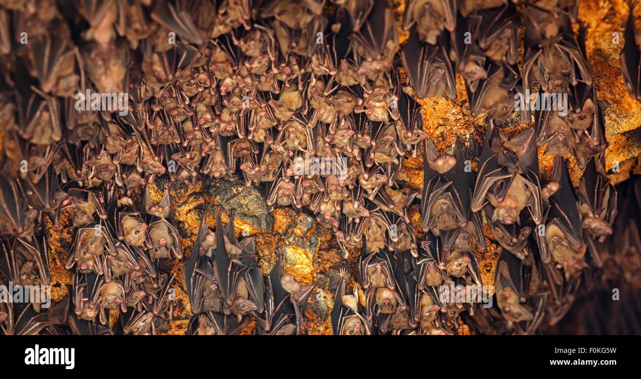 Colony of bats, hanging from the ceiling of Goa Lawah Bat Cave Temple and sleeping, in Bali, Indonesia. Stock Photo