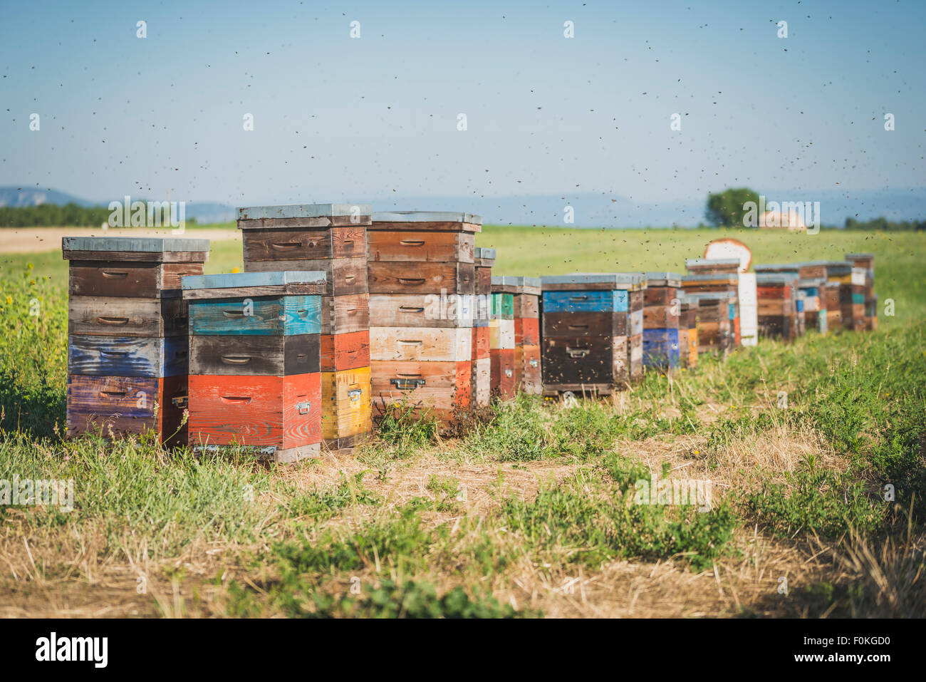 France, Alpes-de-Haute-Provence, beehives on field Stock Photo